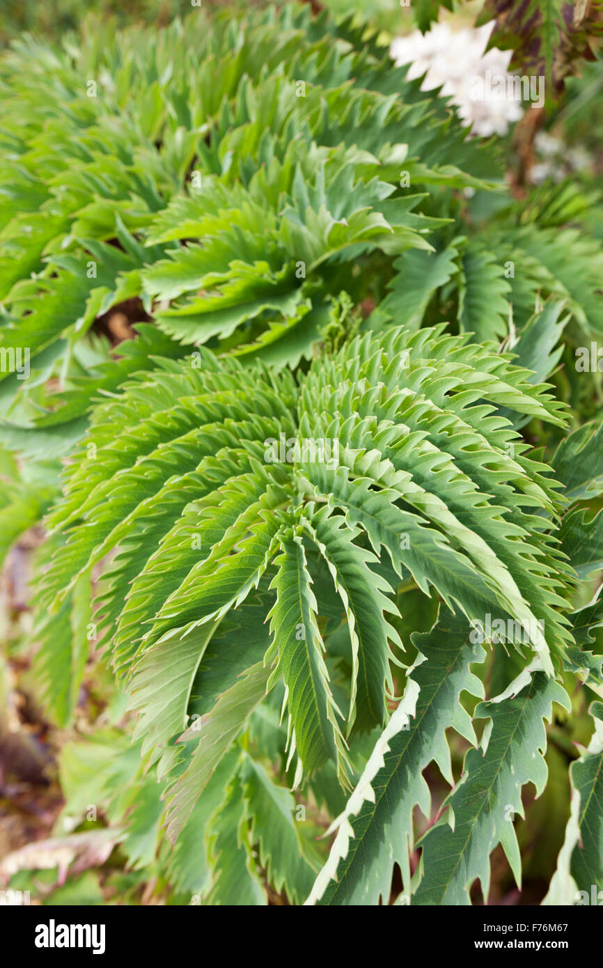 Honigbusch oder Honig Blume Melianthus große Blätter Stockfoto