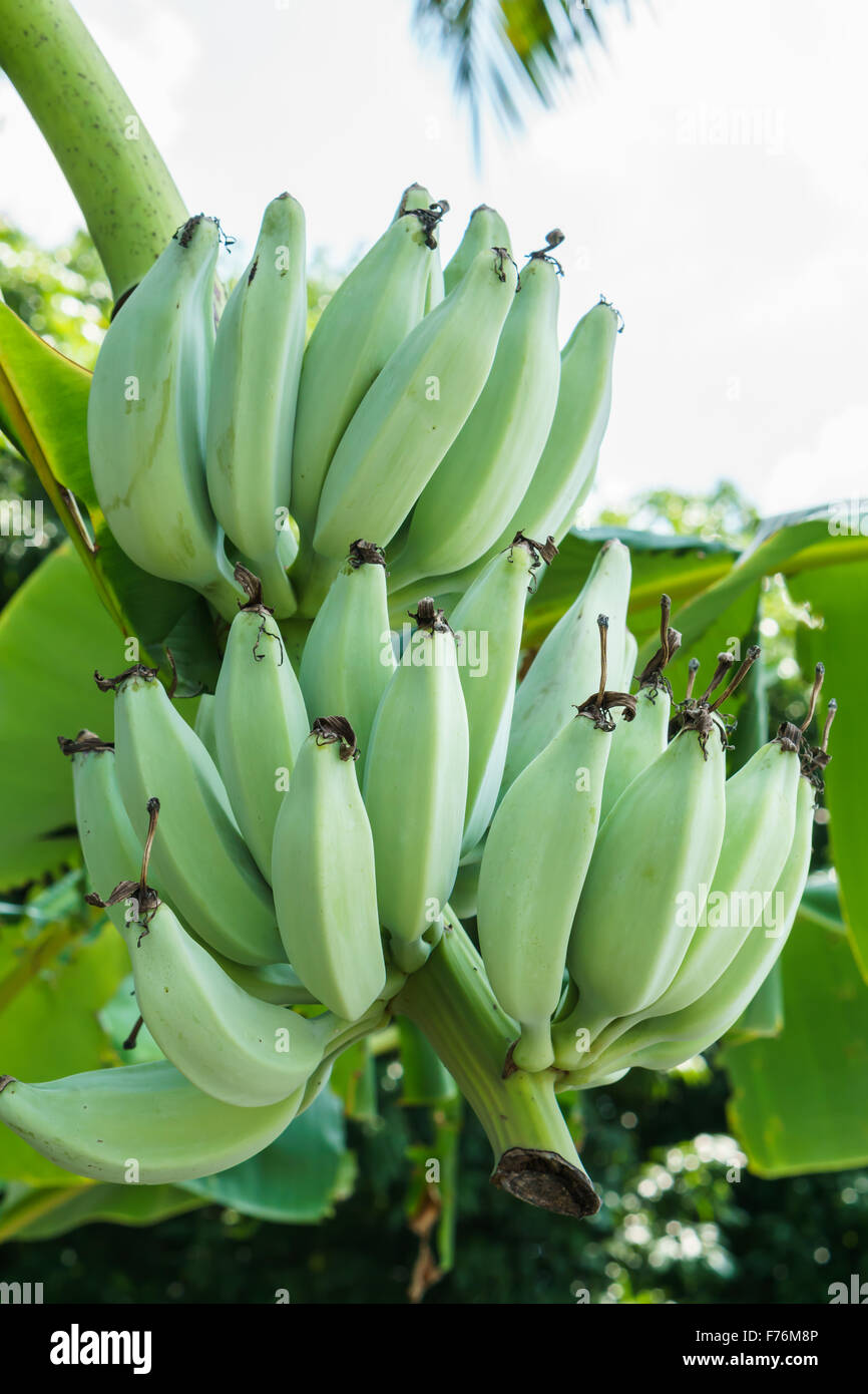 Bananenbaum mit einem Bündel von grünen Bananen Stockfoto