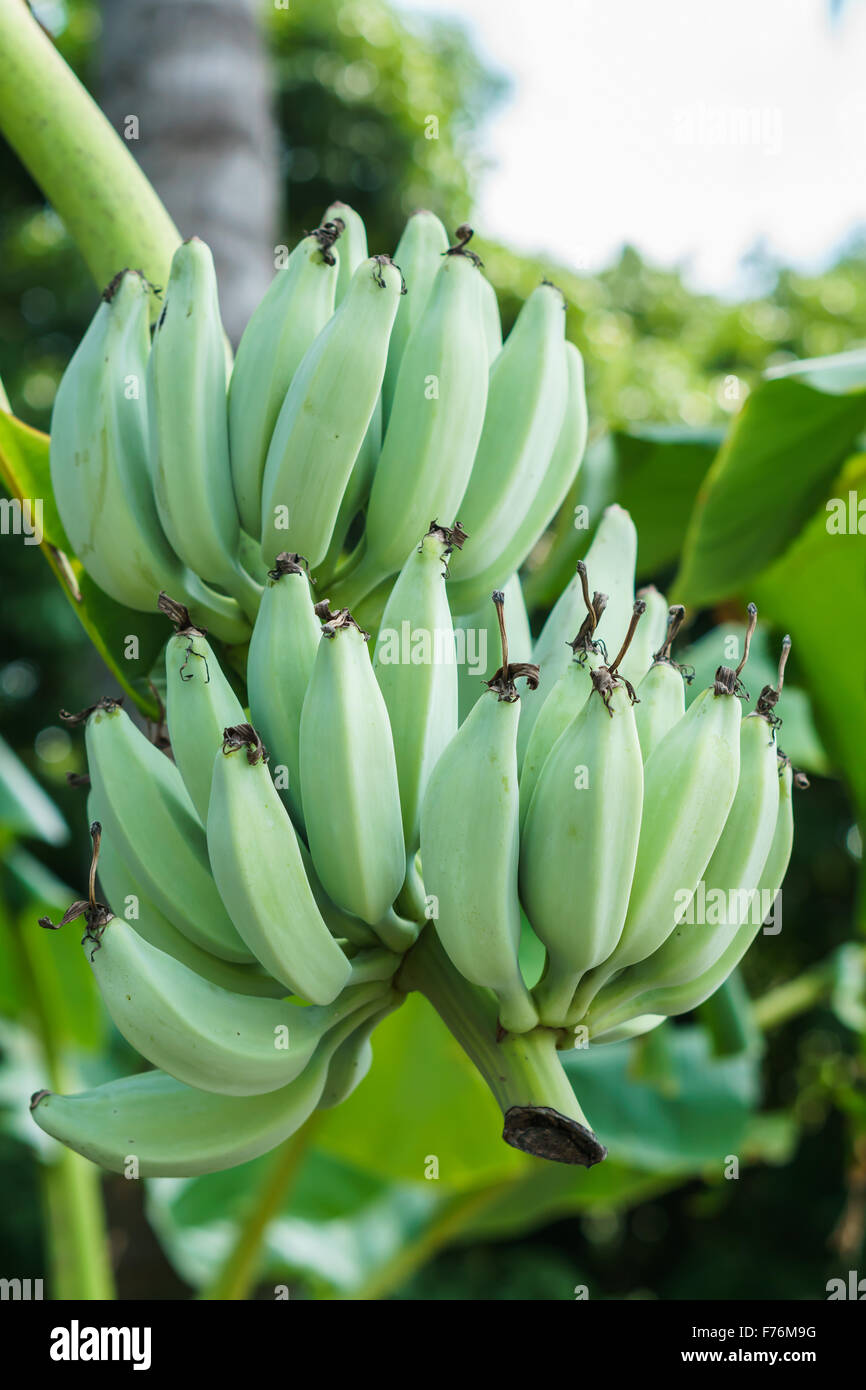 Bananenbaum mit einem Bündel von grünen Bananen Stockfoto