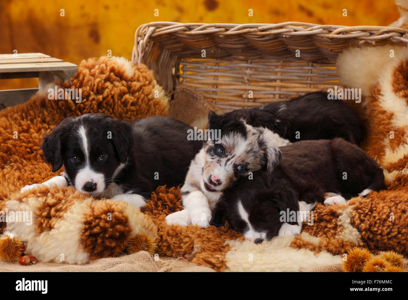 Miniatur Australian Shepherd, Welpen, 7 Wochen | Miniature Australian Shepherd, Welpen, 7 Wochen Stockfoto