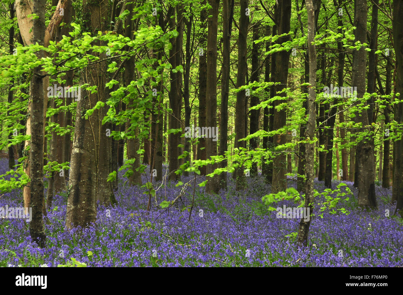 Bluebell Holz im Frühjahr Stockfoto