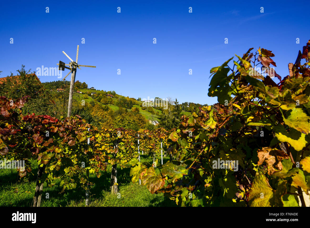 Schilcher Weinstraße, Bad Gams, Steiermark, Österreich Stockfoto