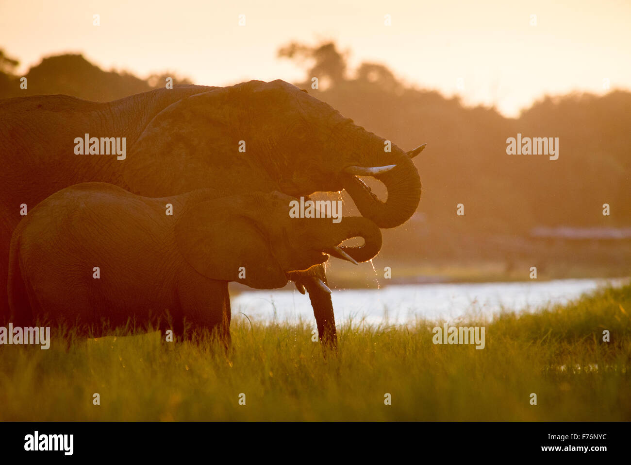 Kasane, Botsuana - Chobe Nationalpark afrikanischen Elefanten (Loxodonta) Stockfoto
