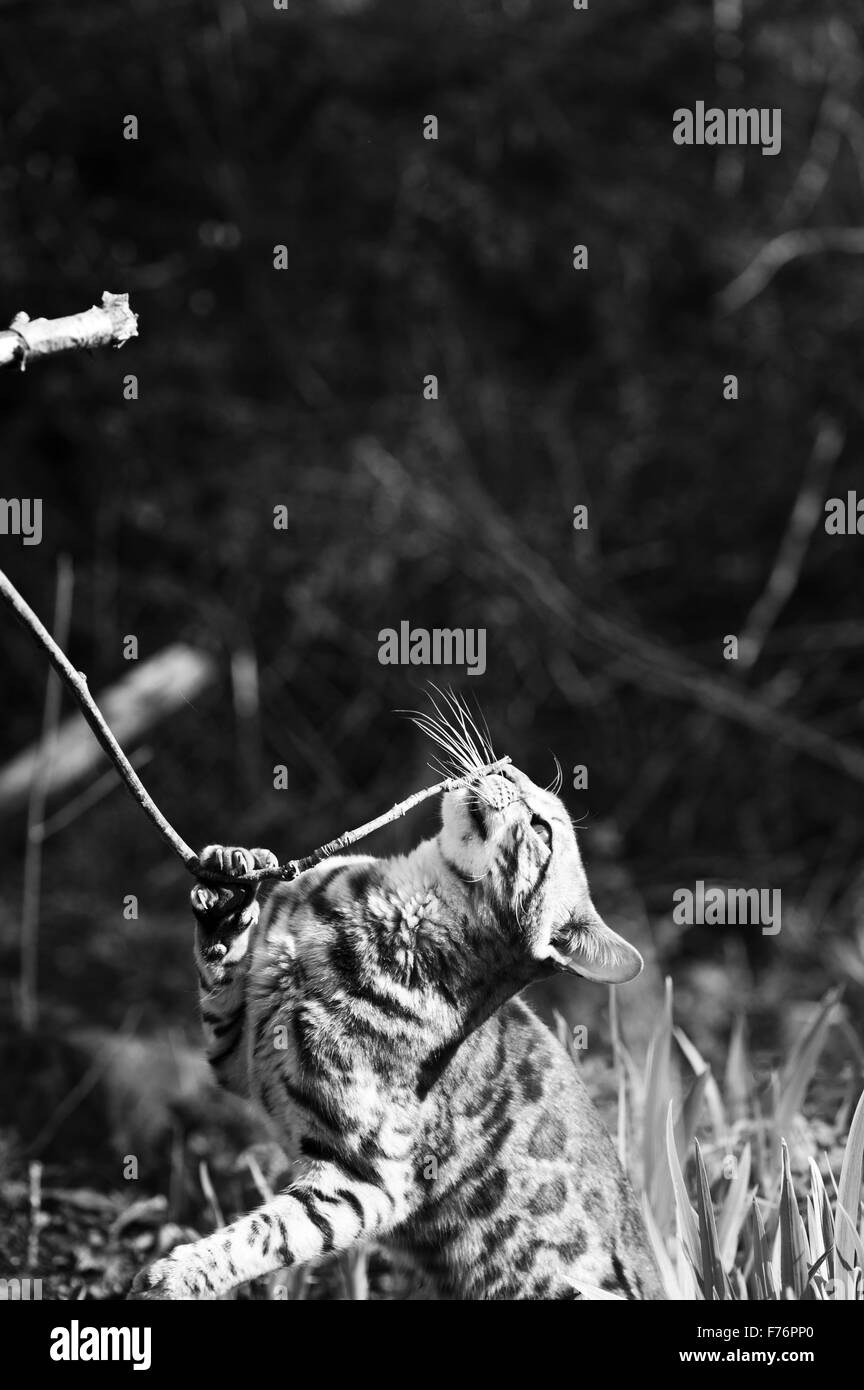 Bengal-Katze spielt in den Gräsern Stockfoto