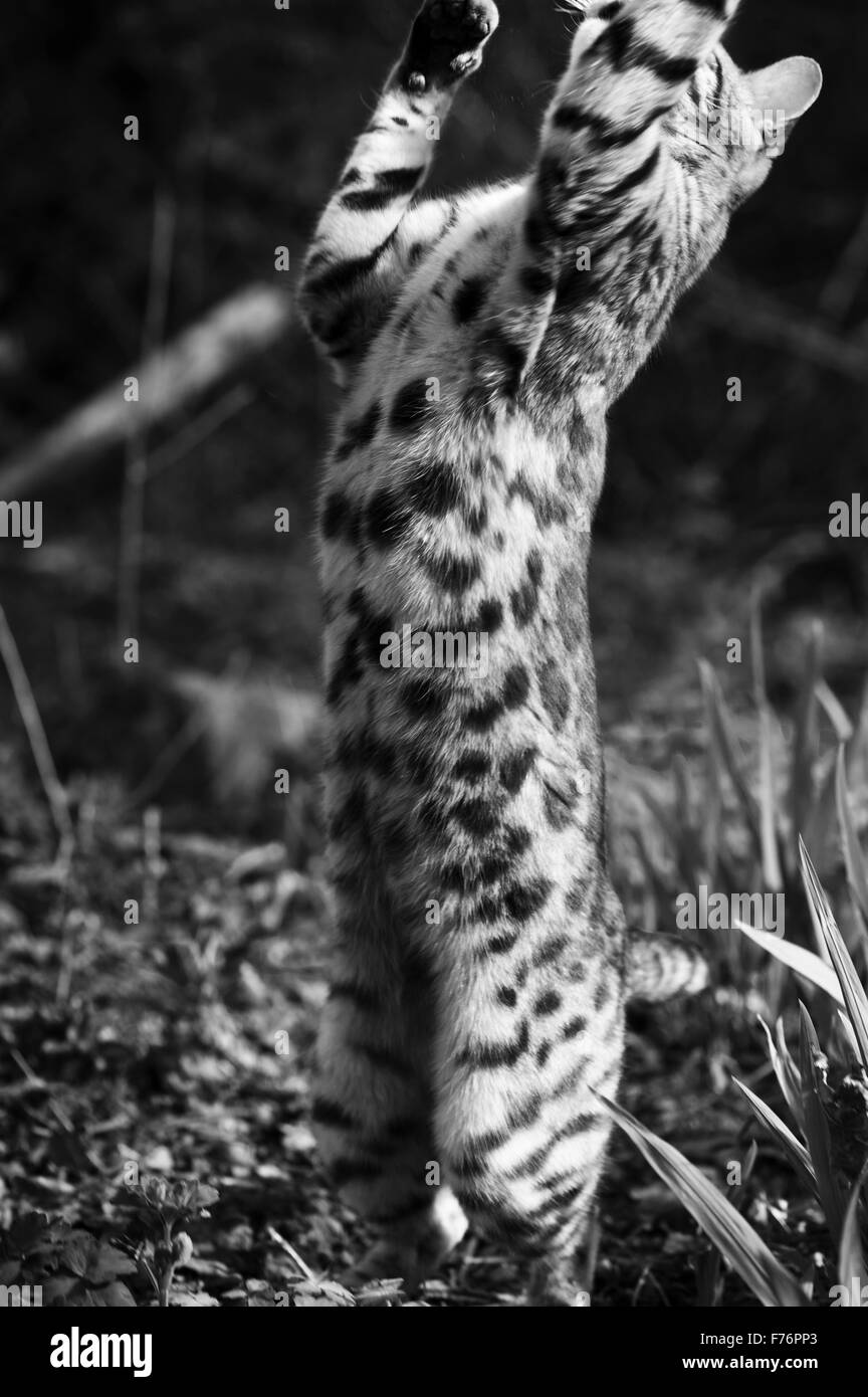 Bengal Katze im Freien spielen Stockfoto