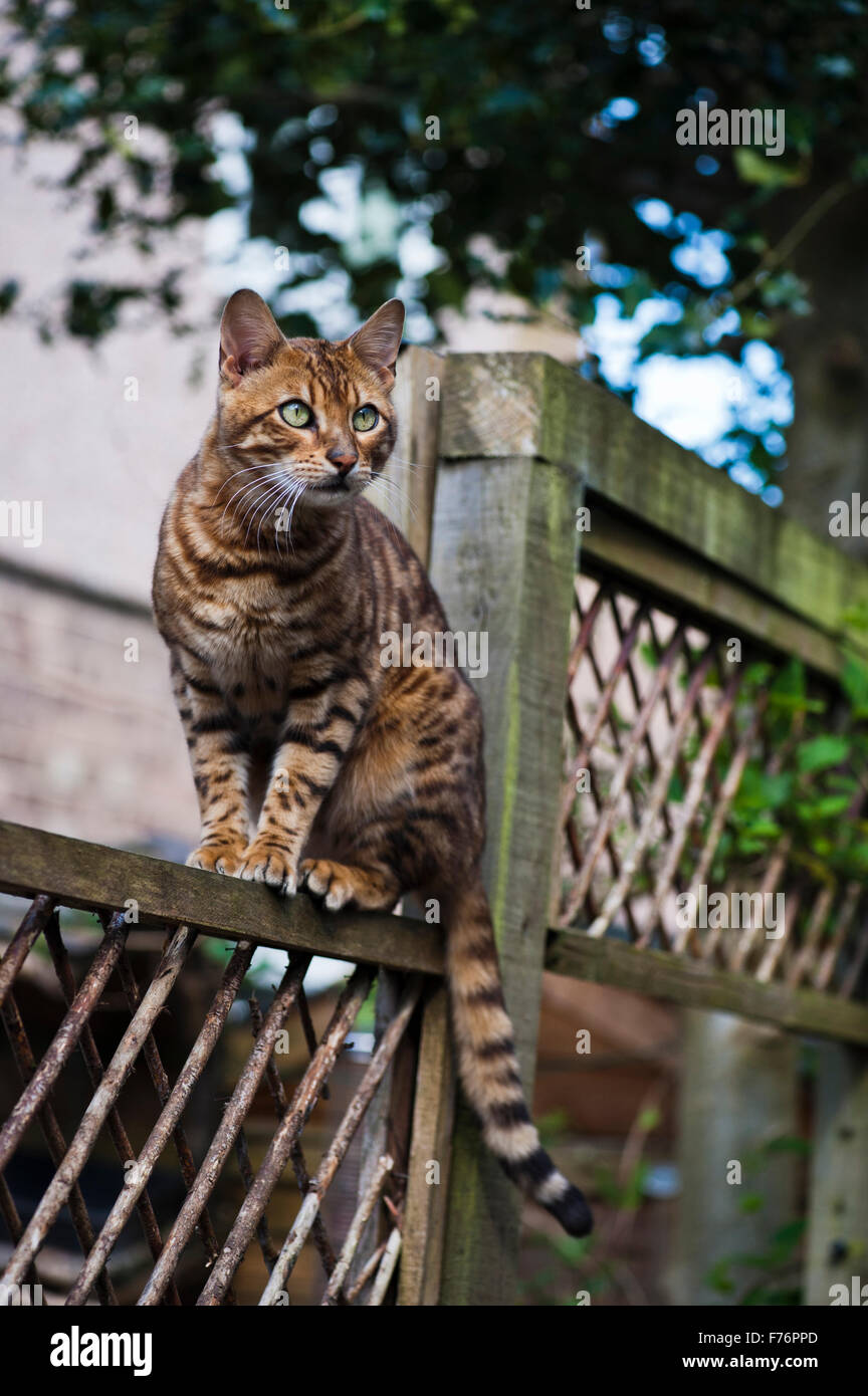 Bengal-Katze thront auf einem Zaun Stockfoto