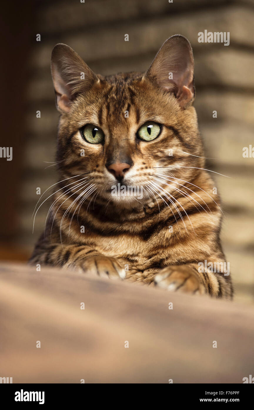 Vorderansicht der Bengal-Katze liegend in die Kamera schaut Stockfoto
