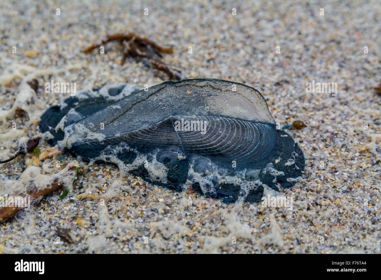 Sennen, Cornwall, UK. 26. September 2015. Tausende von Quallen und "Bye Wind Sailors" sind an den Stränden entlang der Küste von North Cornwall gestrandet sein. Darunter befinden sich die lila oder lila Stinger Quallen. Bildnachweis: Simon Yates/Alamy Live-Nachrichten Stockfoto