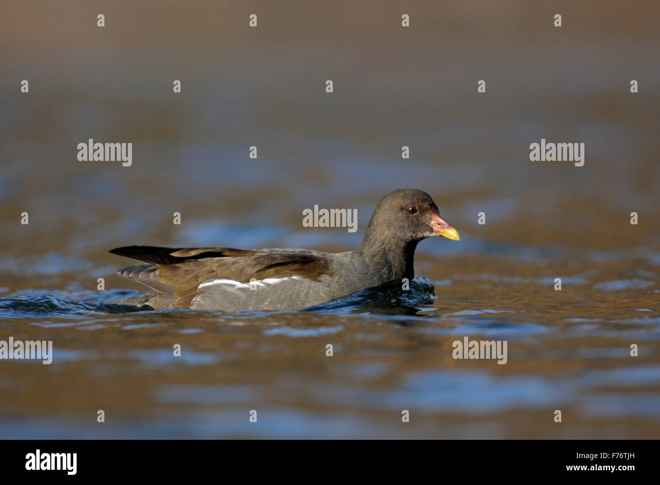 Gemeine Moorhen / Teichralle / Teichhuhn ( Gallinula chloropus ) schwimmt auf schönen farbigen offenen Wasser, Wildtiere, Europa. Stockfoto