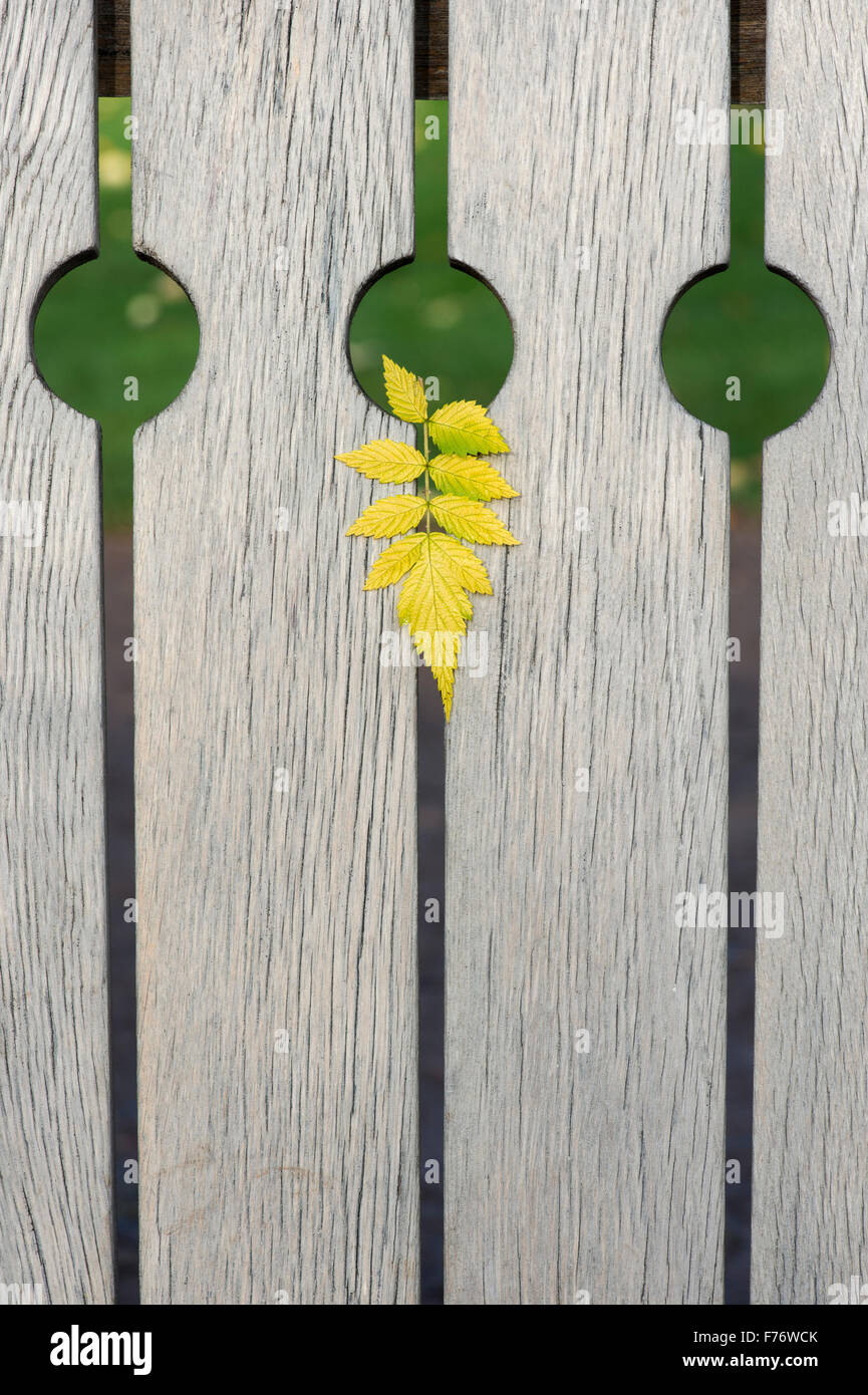 Herbst pflanzen Blätter auf einem Holz garten Sitz. Abstraktes Muster Stockfoto