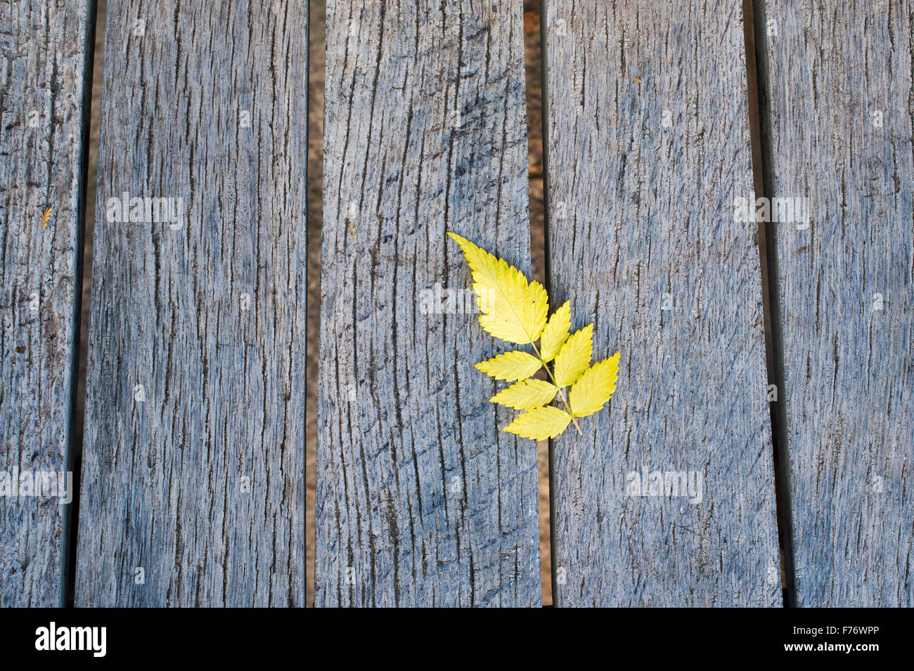 Herbst pflanzen Blätter auf einem Holz garten Sitz. Abstraktes Muster Stockfoto