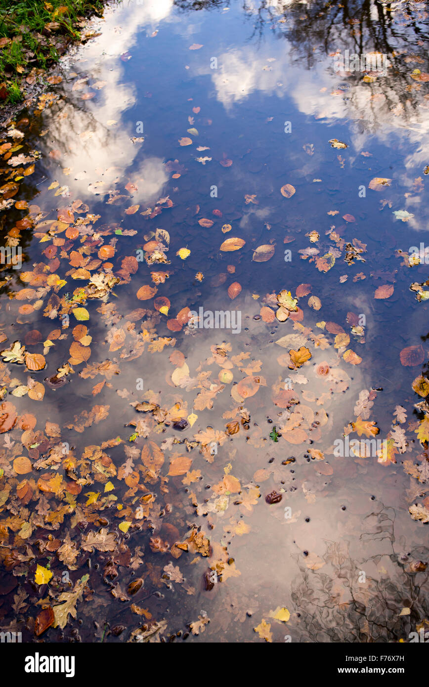 Gefallener Herbst Baum Blätter in einem Wald Pfütze, die einen bewölkten Himmel spiegelt. UK Stockfoto