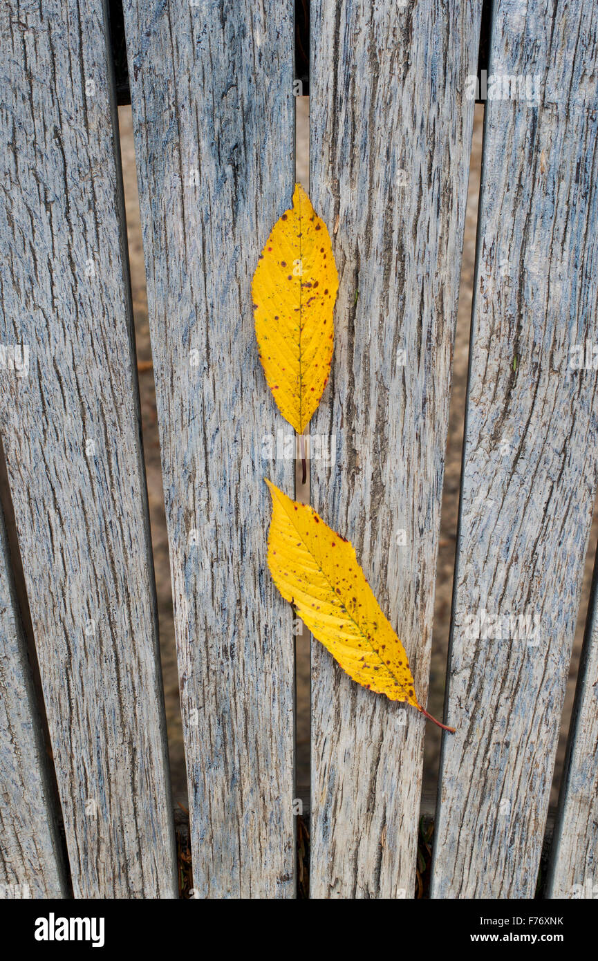 Herbst pflanzen Blätter auf einem Holz garten Sitz. Abstraktes Muster Stockfoto