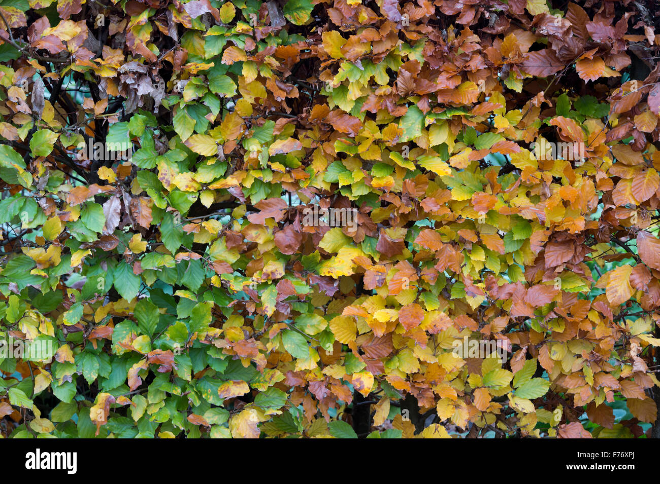 Fagus Sylvatica. Beech hedge im Herbst Blätter Farbwechsel zeigt. UK Stockfoto