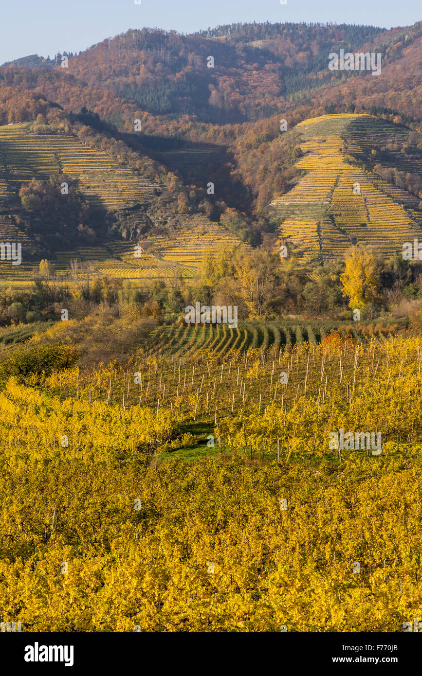 Wachau, Österreich, Niederösterreich, Weissenkirchen Stockfoto