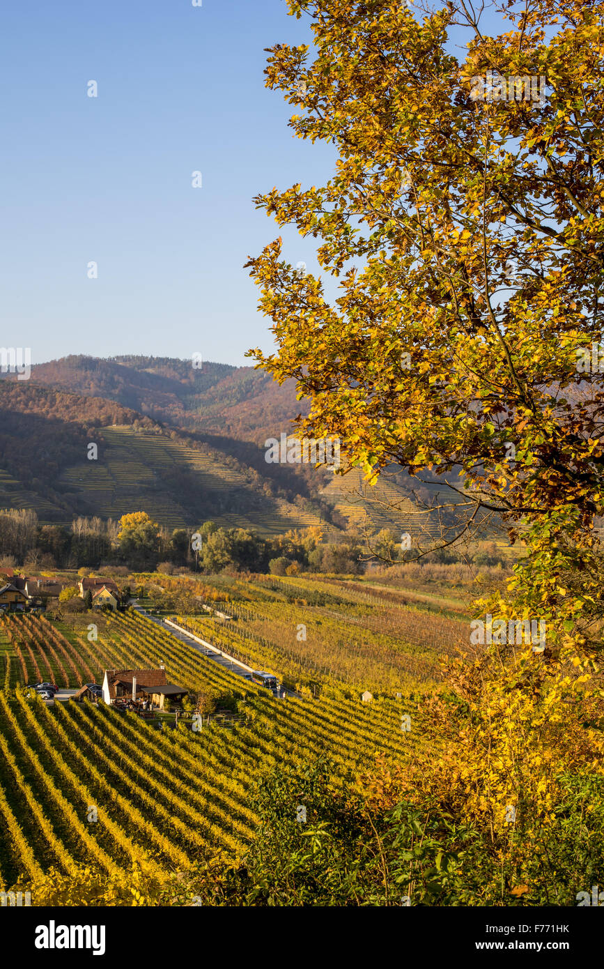 Wachau, Österreich, Niederösterreich, Weissenkirchen Stockfoto