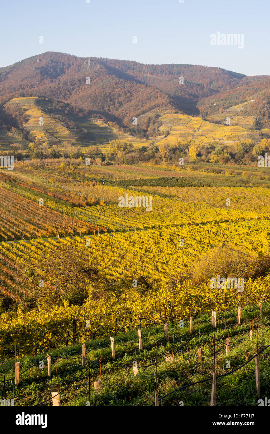 Wachau, Österreich, Niederösterreich, Weissenkirchen Stockfoto