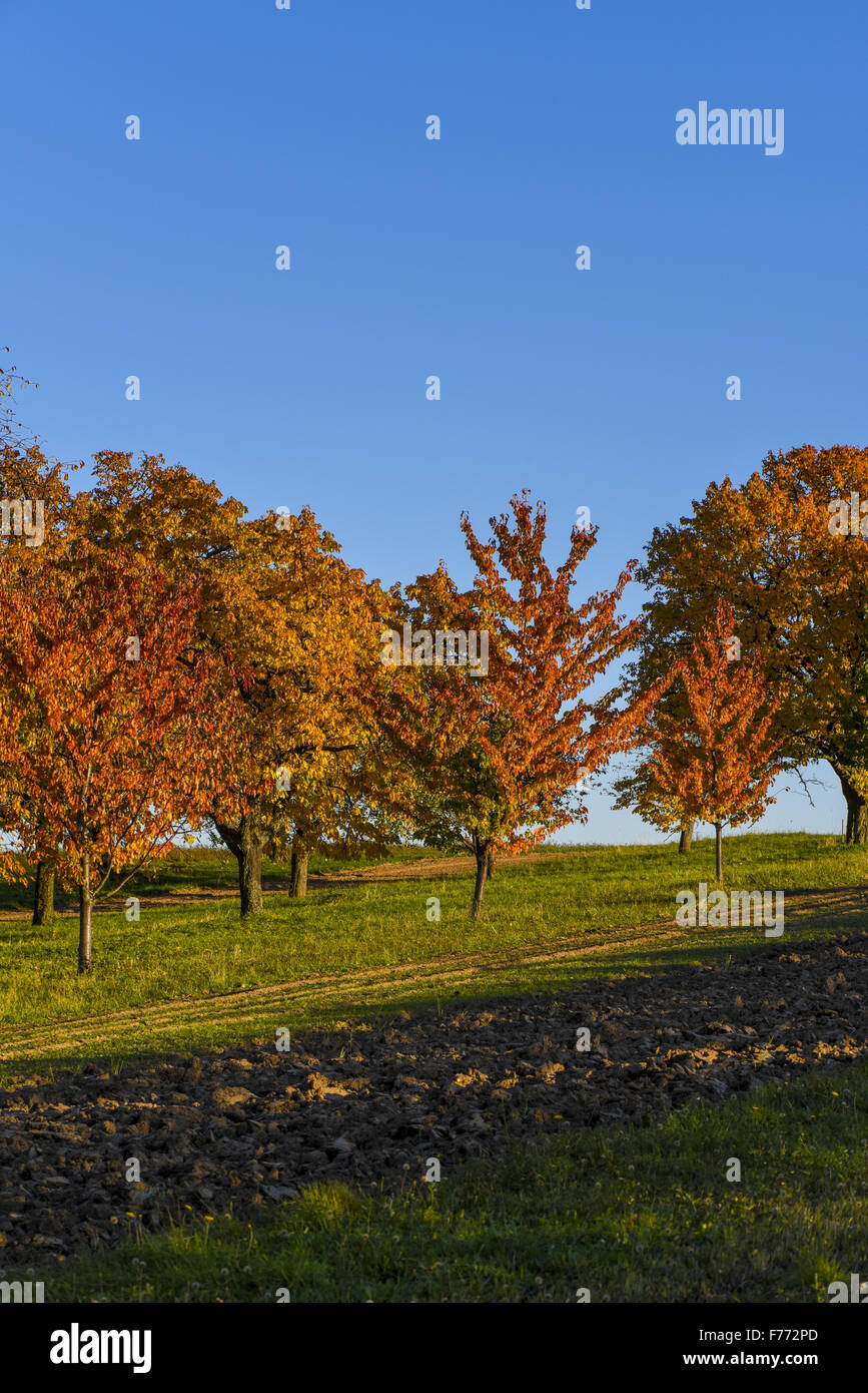 Kirschbaum, Rosalia, Forchtenstein, Niederösterreich, Österreich Stockfoto