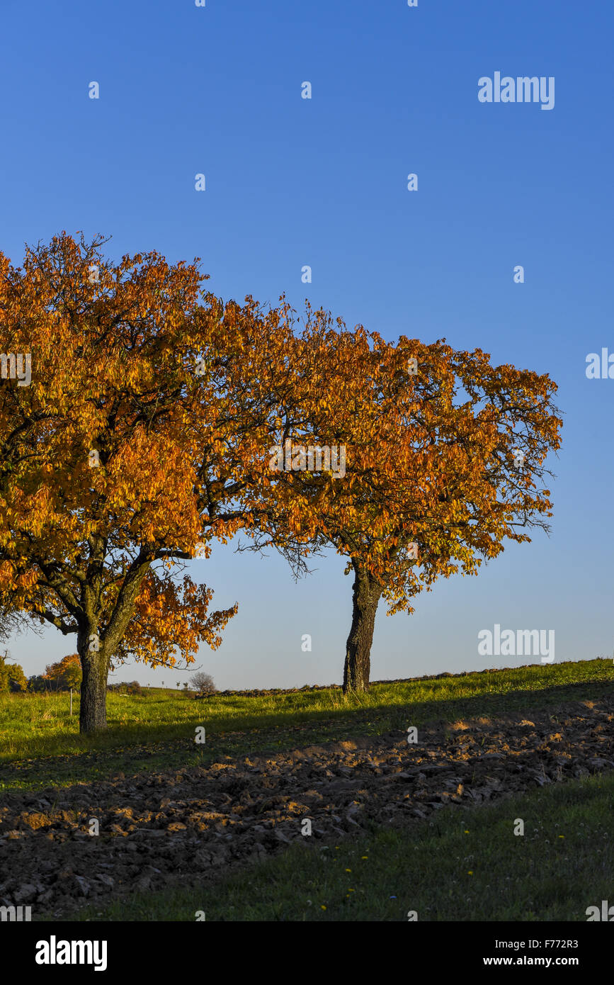 Kirschbaum, Rosalia, Forchtenstein, Niederösterreich, Österreich Stockfoto