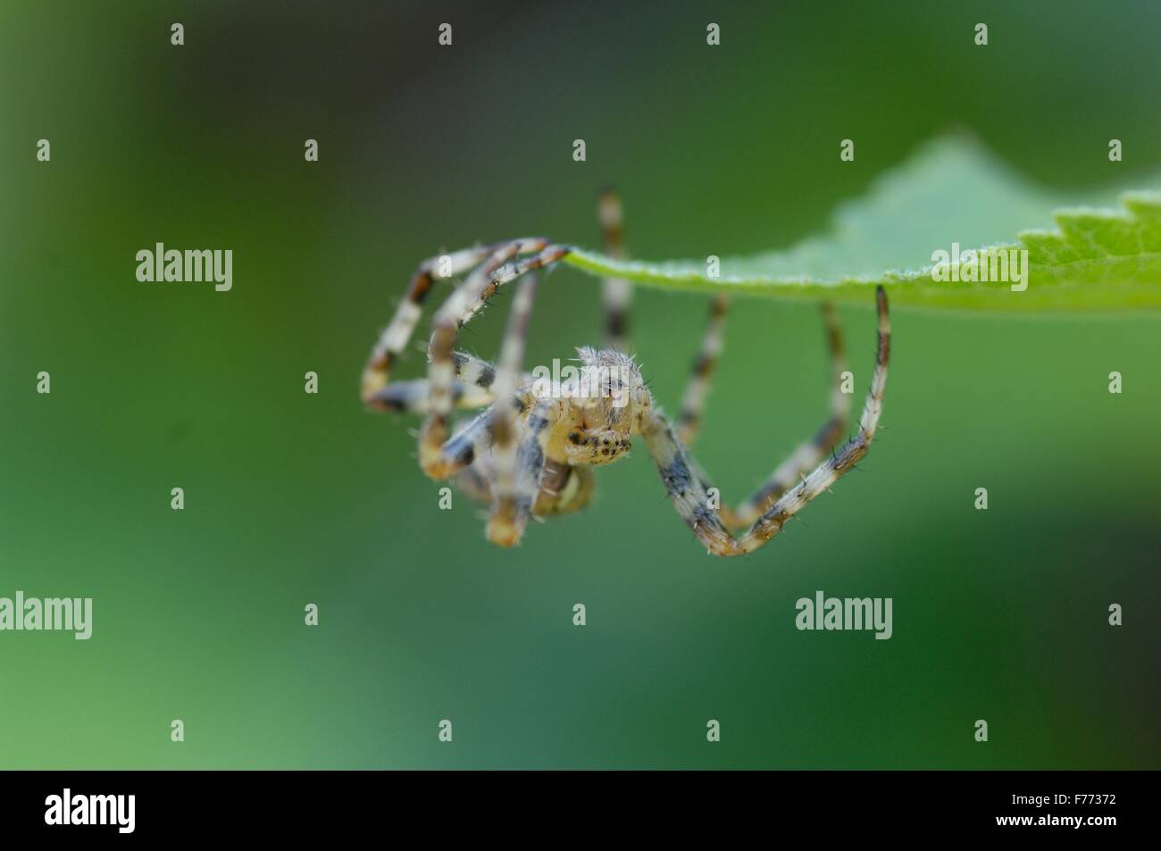 Europäische Gardenspider - Diadem Spider - Cross Spider - Cross Orbweaver (Araneus Diadematus) unter ein Blatt Stockfoto