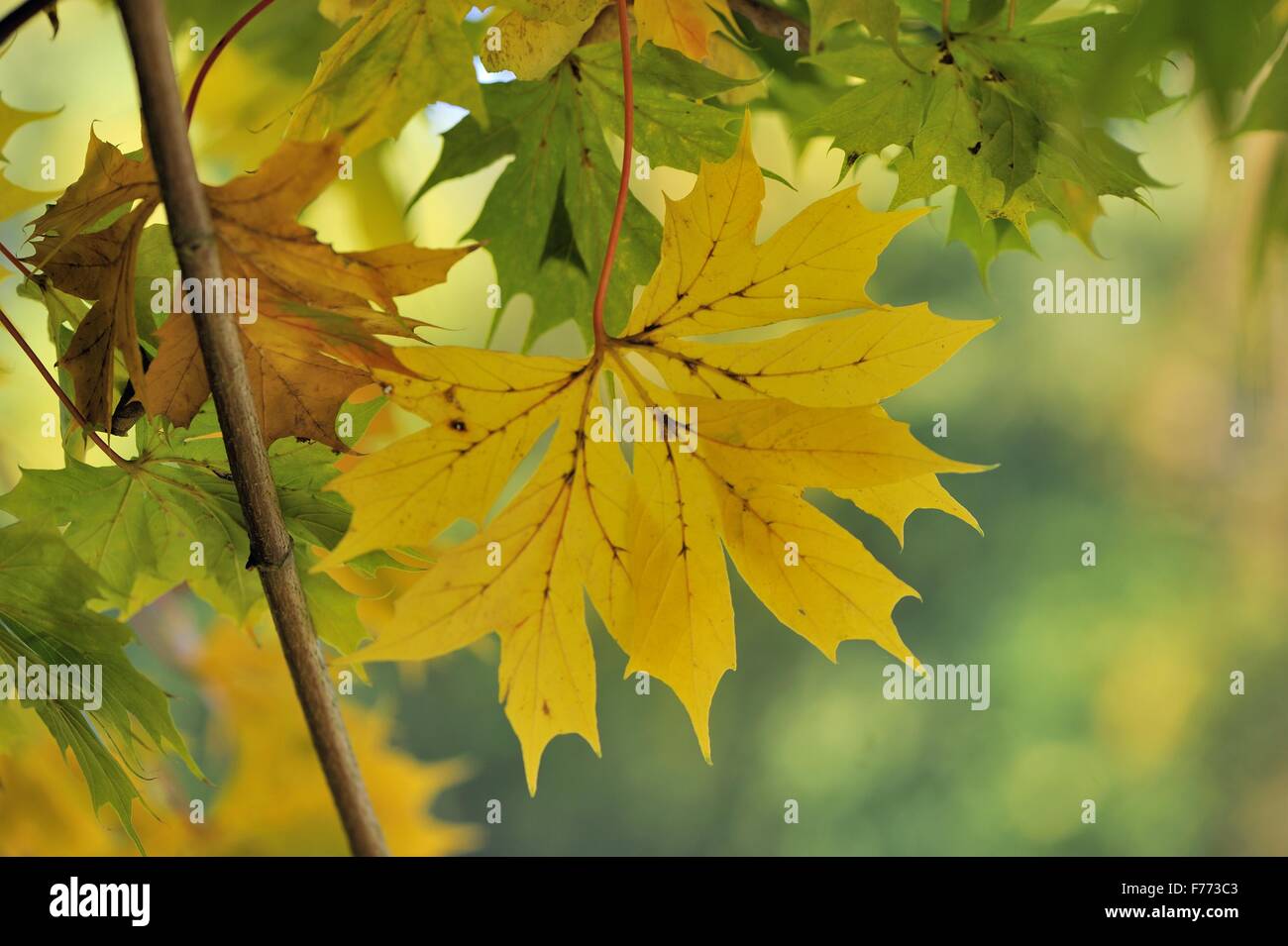 Spitz-Ahorn (Acer Platanoides Palmatifidum - Acer Platanoides Lobergii) gefärbte Blätter im Herbst Stockfoto