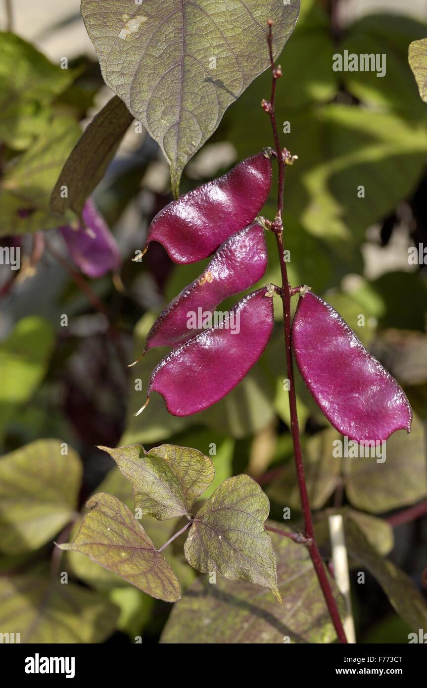 Lablab Bean - Hyancinth Bean - ägyptische Bohne - Bonavist Pea - (Lablab Purpureus Subsp Purpureus - Dolichos Lablab) Früchte Stockfoto