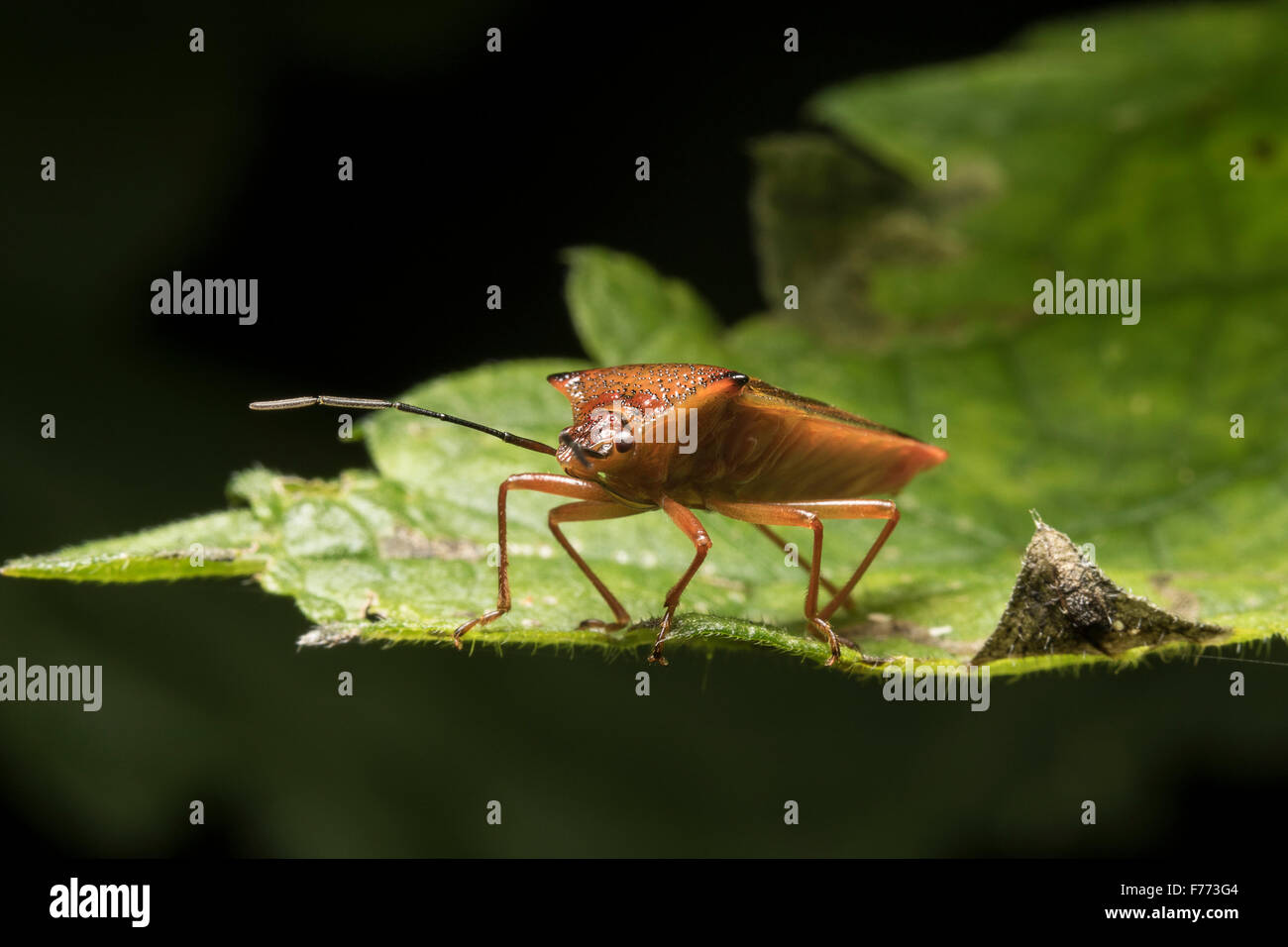 Weißdorn Shield Bug auf Brennnessel-Blatt Stockfoto