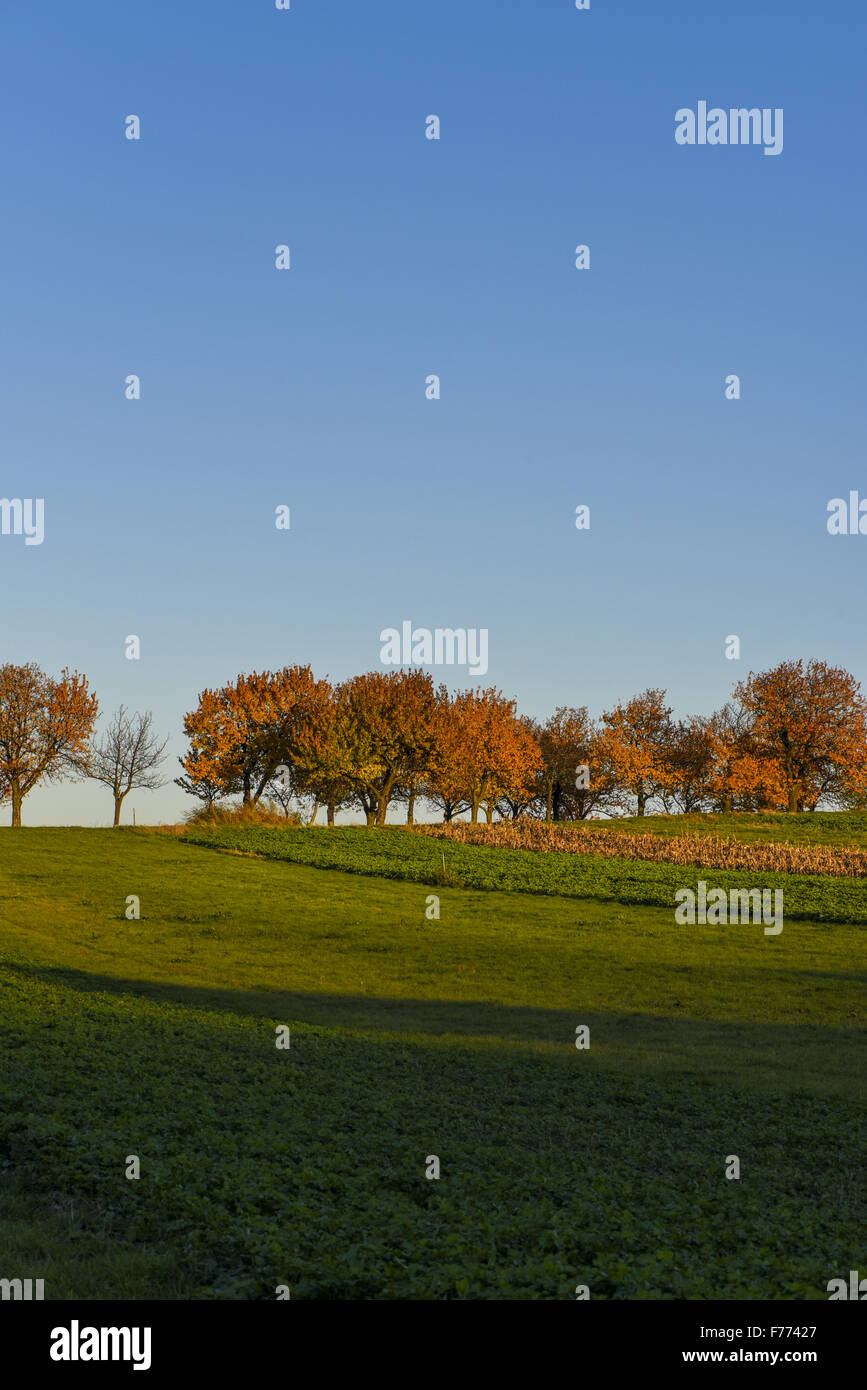 Kirschbaum, Rosalia, Forchtenstein, Niederösterreich, Österreich Stockfoto