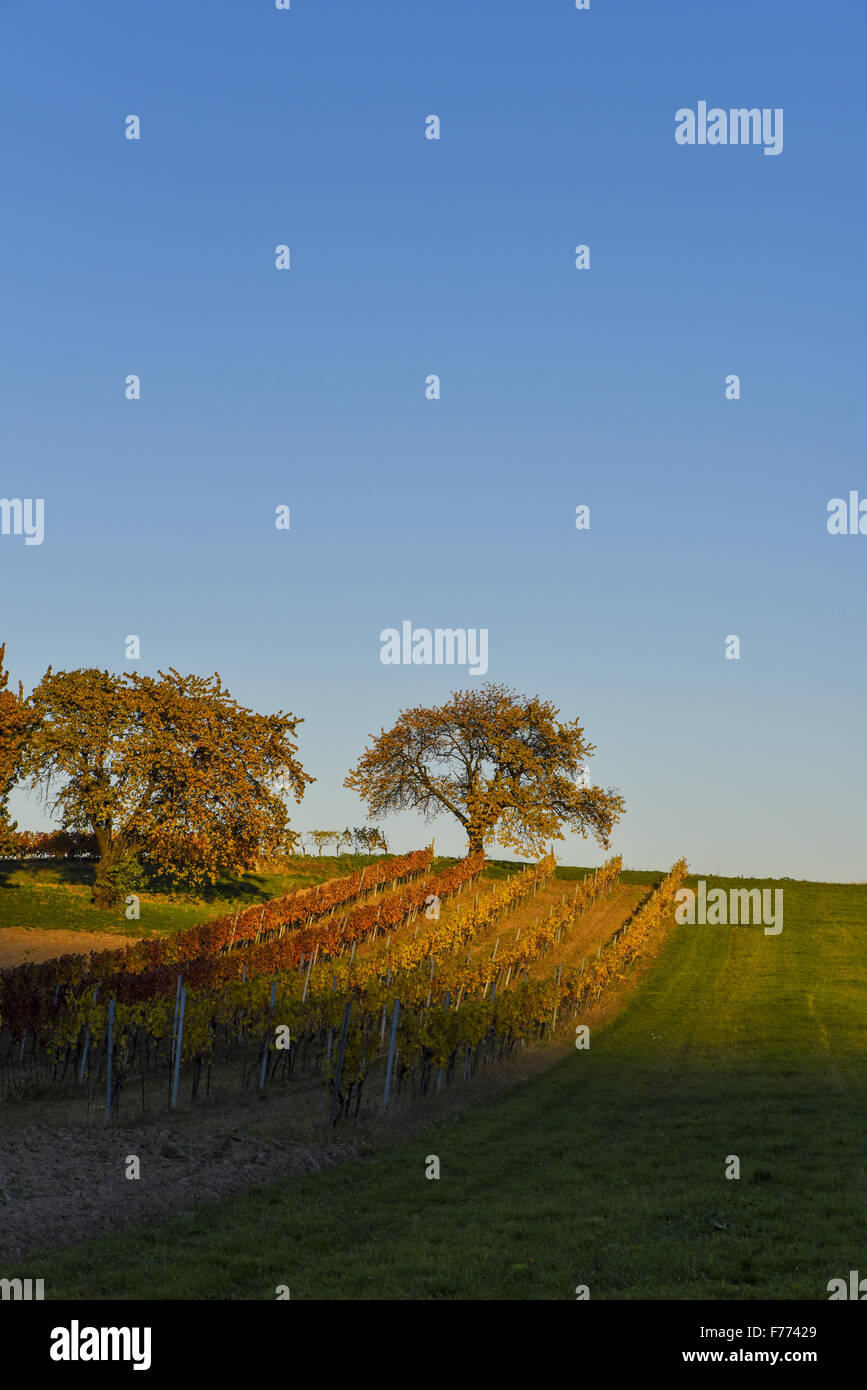 Kirschbaum, Rosalia, Forchtenstein, Niederösterreich, Österreich Stockfoto