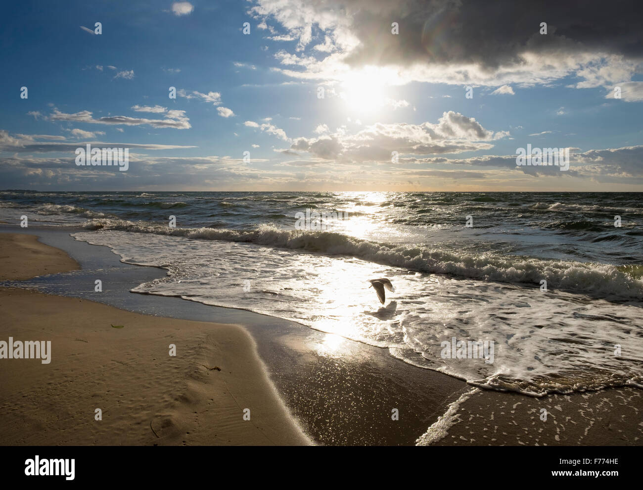 Weststrand Strand, Ostsee, Born Auf Dem Darß, Fischland-Darß-Zingst, Western Region Nationalpark Vorpommersche Stockfoto