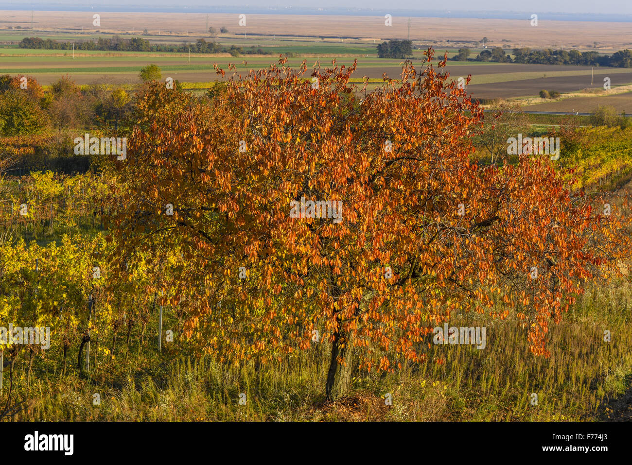 Donnerkirchen, Burgenland, Österreich, Kirsche Baum, Österreich, Donnerskirchen Stockfoto