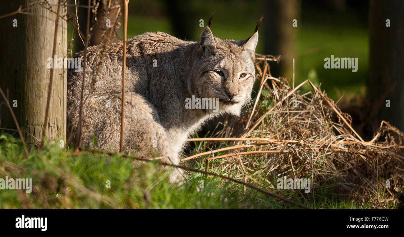Ruhenden Lynx Katze Stockfoto