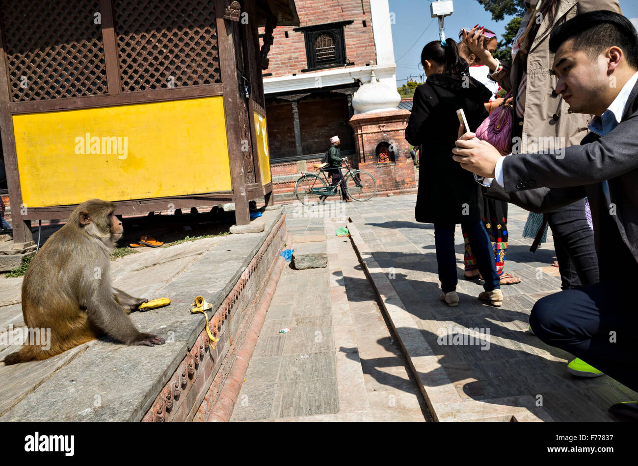 ein Tourist fotografiert eine Affe essen Bananen in Pashupatinath Tempel-Komplex, Kathmandu Stockfoto