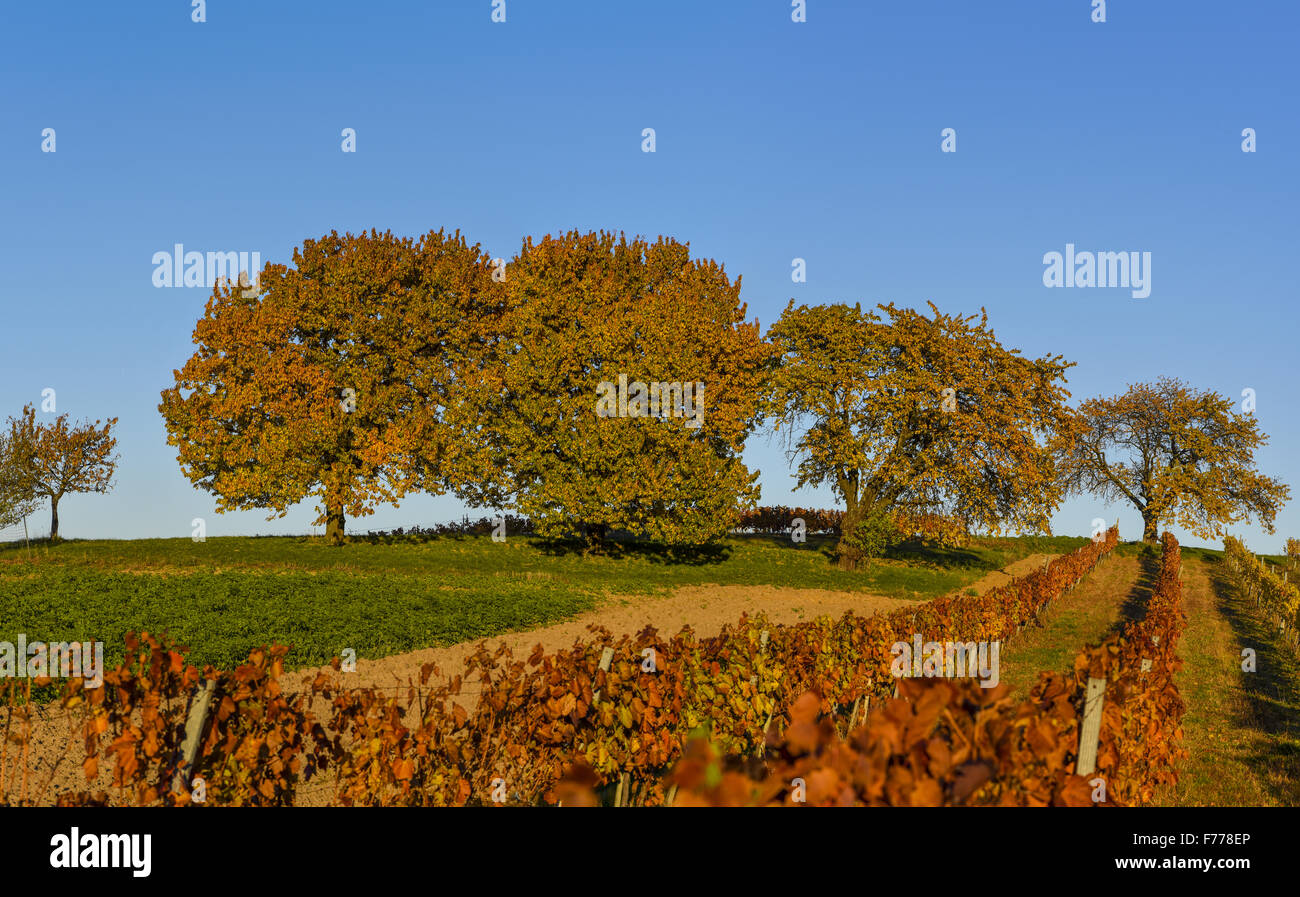 Kirschbaum, Rosalia, Niederösterreich, Österreich Stockfoto