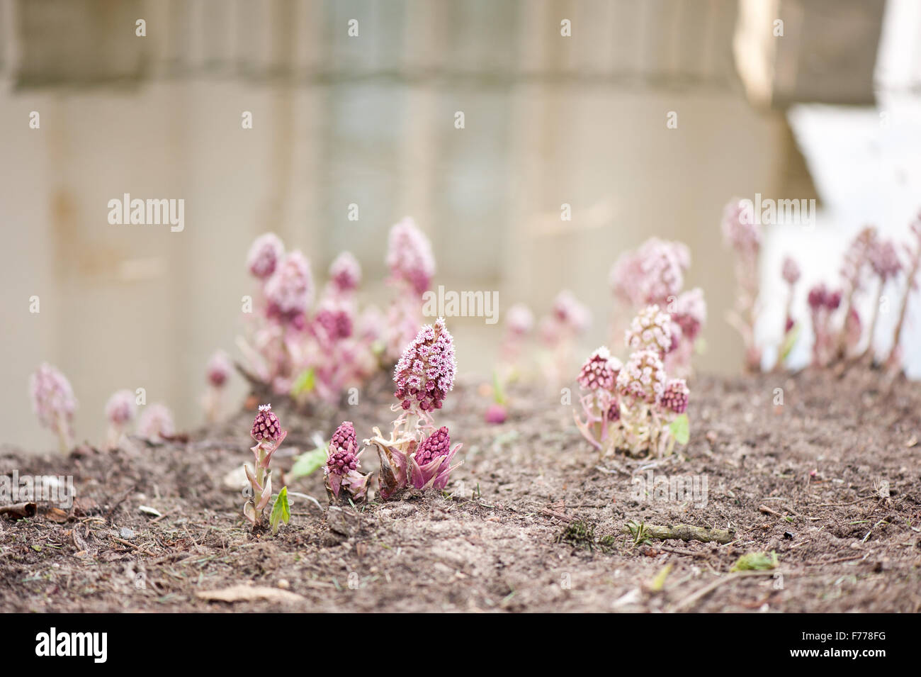 Petasites Hybridus Blüte, bog Pestwurz krautige Staude in der Asteraceae Familie blühende Pflanze Büschel, andere Namen... Stockfoto