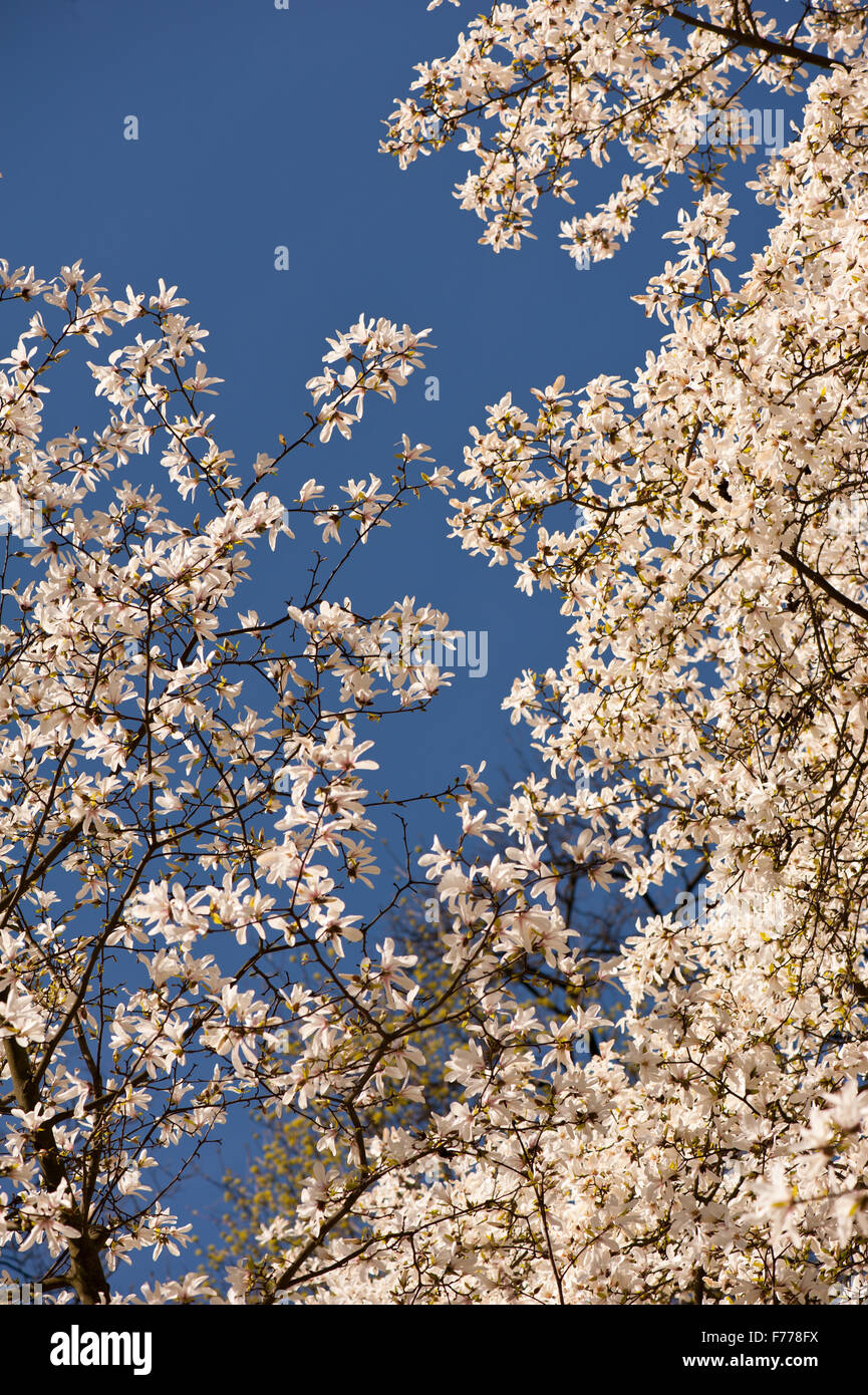 Auf den blauen Himmel, Magnoliaceae Familie, blühende Pflanze Ausblühungen üppig blühende Magnolie wachsen im zeitigen Frühjahrssaison... Stockfoto