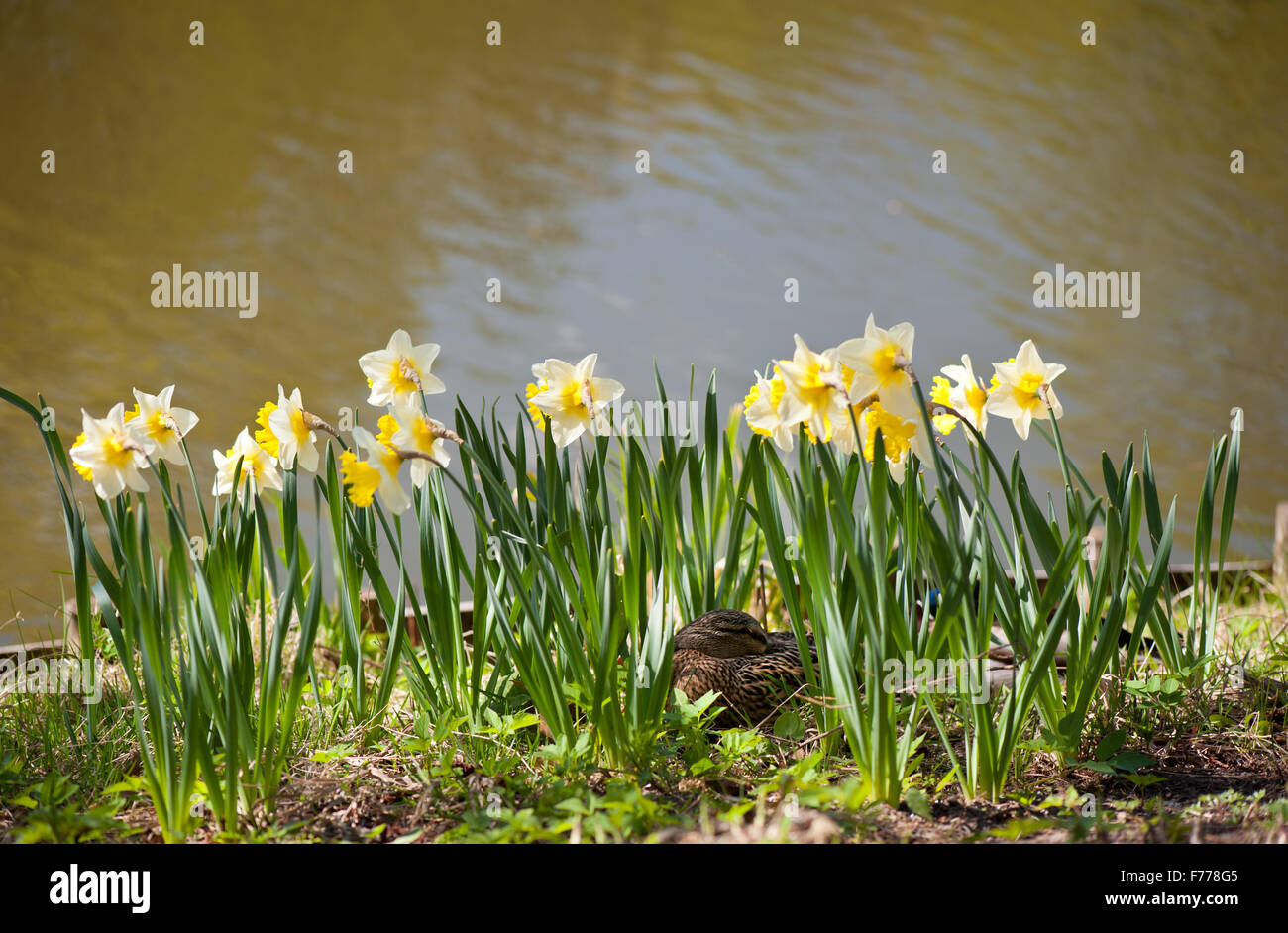 Wilde Ente schlafen in Blumen, ein Vogel schläft auf dem Boden im Park zwischen Narcissus Jonquilla Blüte gelb weiß... Stockfoto