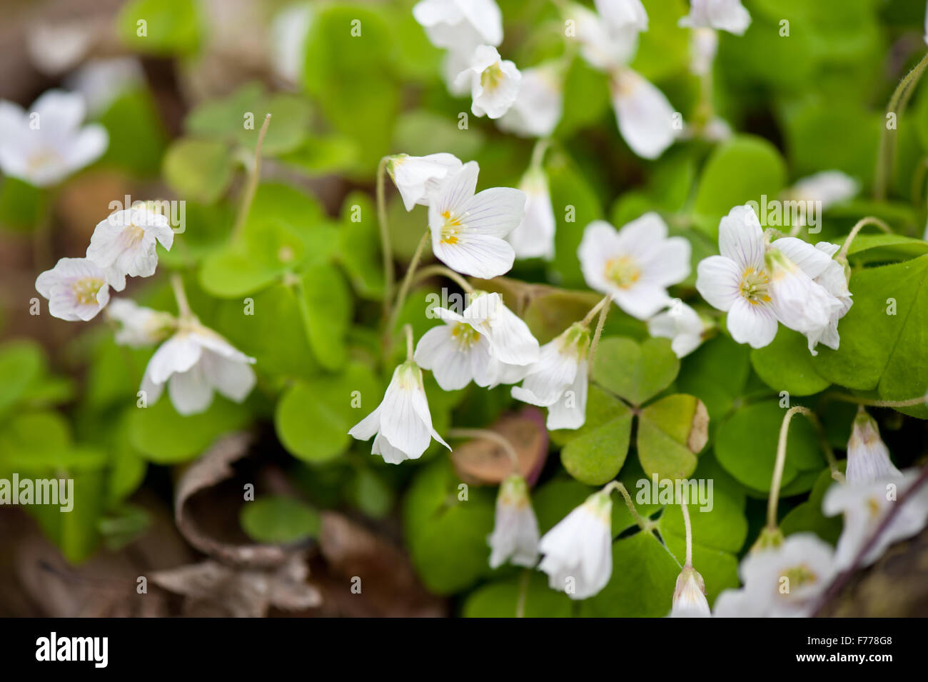 Sauerklee Blüte Makro Pflanze wachsen in toten Baumstamm, Oxalidaceae Familie Pflanze, Oxalis Acetosella genannt Halleluja in Herzform Stockfoto
