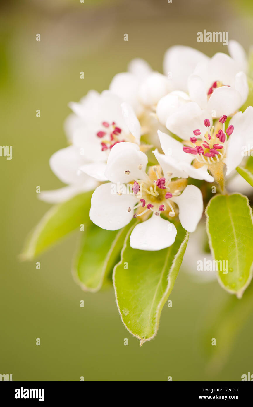 Birne weiße Blumen Detail, blühende Zweig Makro, Pyrus Baum lebendige Ausblühungen im April Frühjahrssaison, kleine Blüten Stockfoto