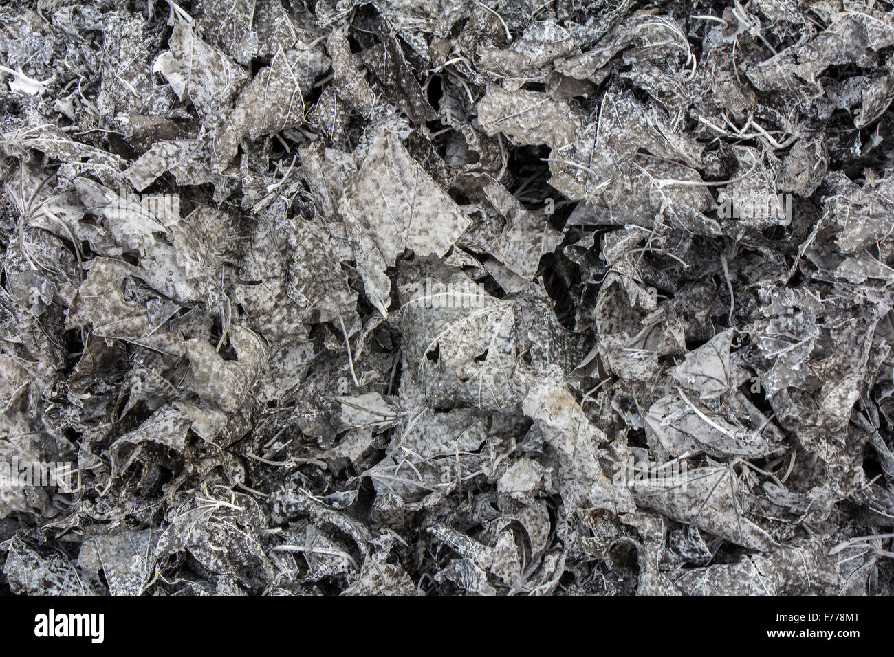 Textur der Asche des verbrannten Blätter als Hintergrund Stockfoto
