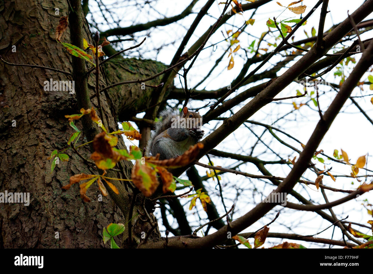 GRAUE EICHHÖRNCHEN IM BAUM ESSEN Stockfoto