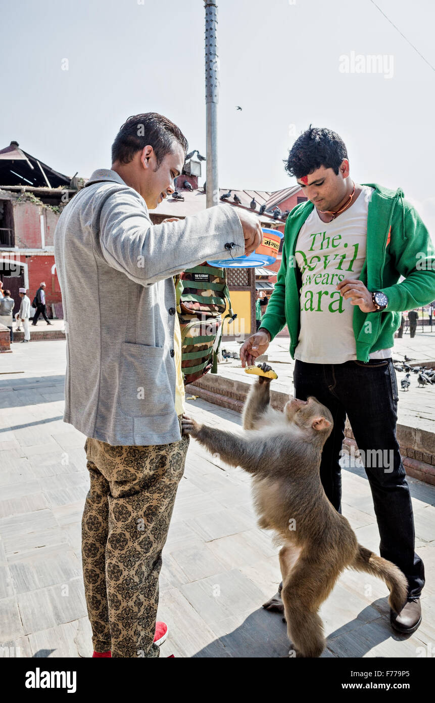 ein Affe fordern Bananen mit zwei jungen Männern in Pashupatinath Tempel-Komplex, Kathmandu, 2015 Stockfoto