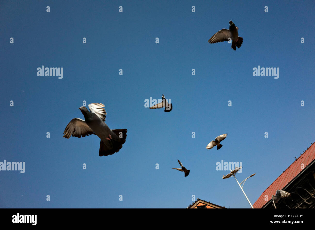 Tauben fliegen gegen einen blauen Himmel Hintergrund, Pashupatinath, Kathmandu, 2015, Nepal Stockfoto