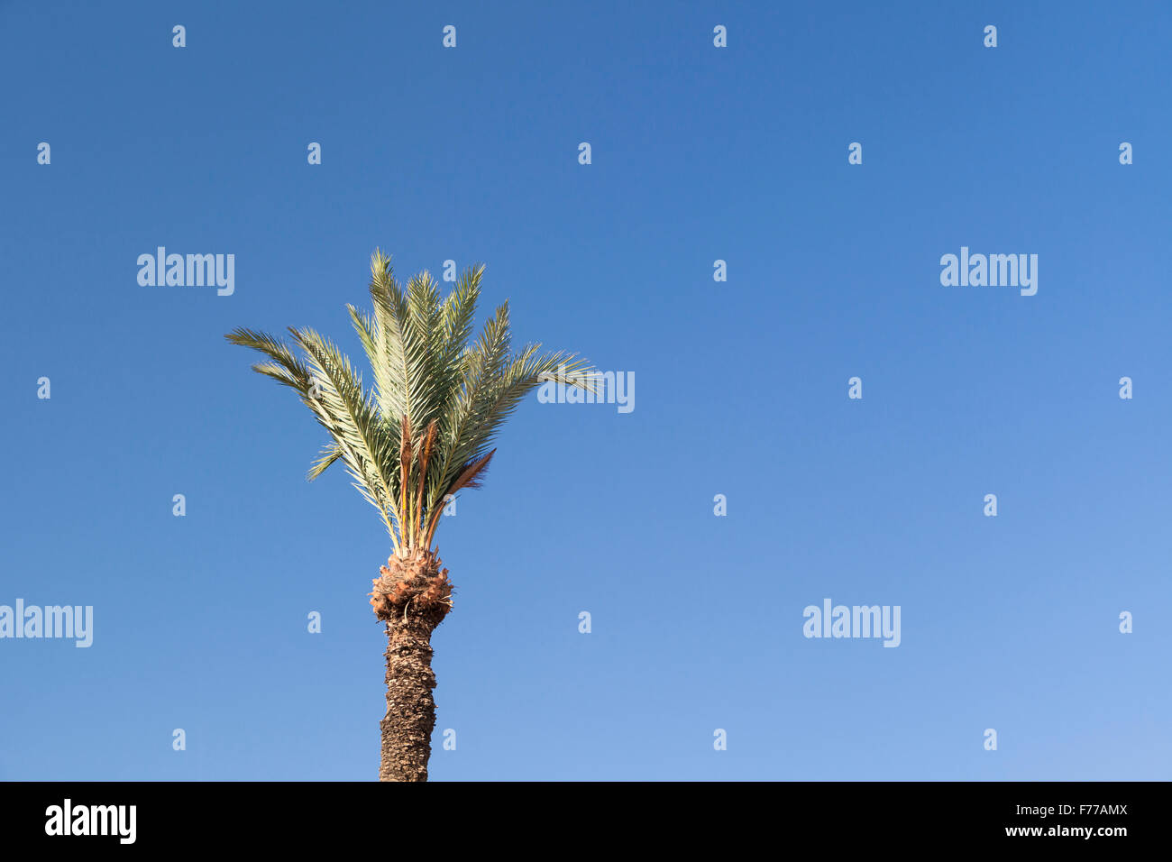 Oben auf einer Dattelpalme, Phoenix Dactylifera, gegen blauen Himmel, Marokko Stockfoto