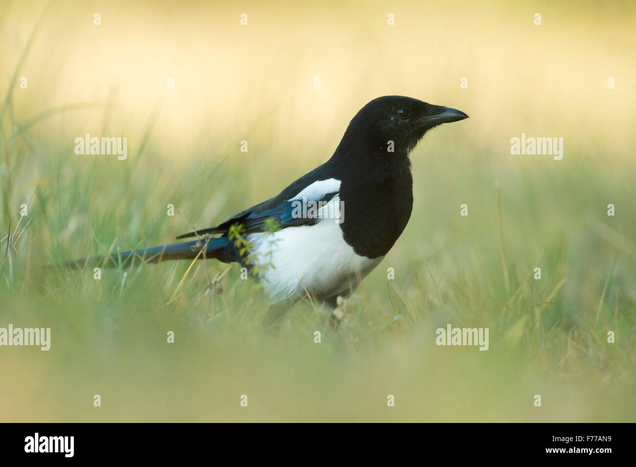 Eurasische Elster ( Pica pica ) steht im Gras, aufmerksam aussehend, niedriger Blickwinkel, Tierwelt, Europa. Stockfoto