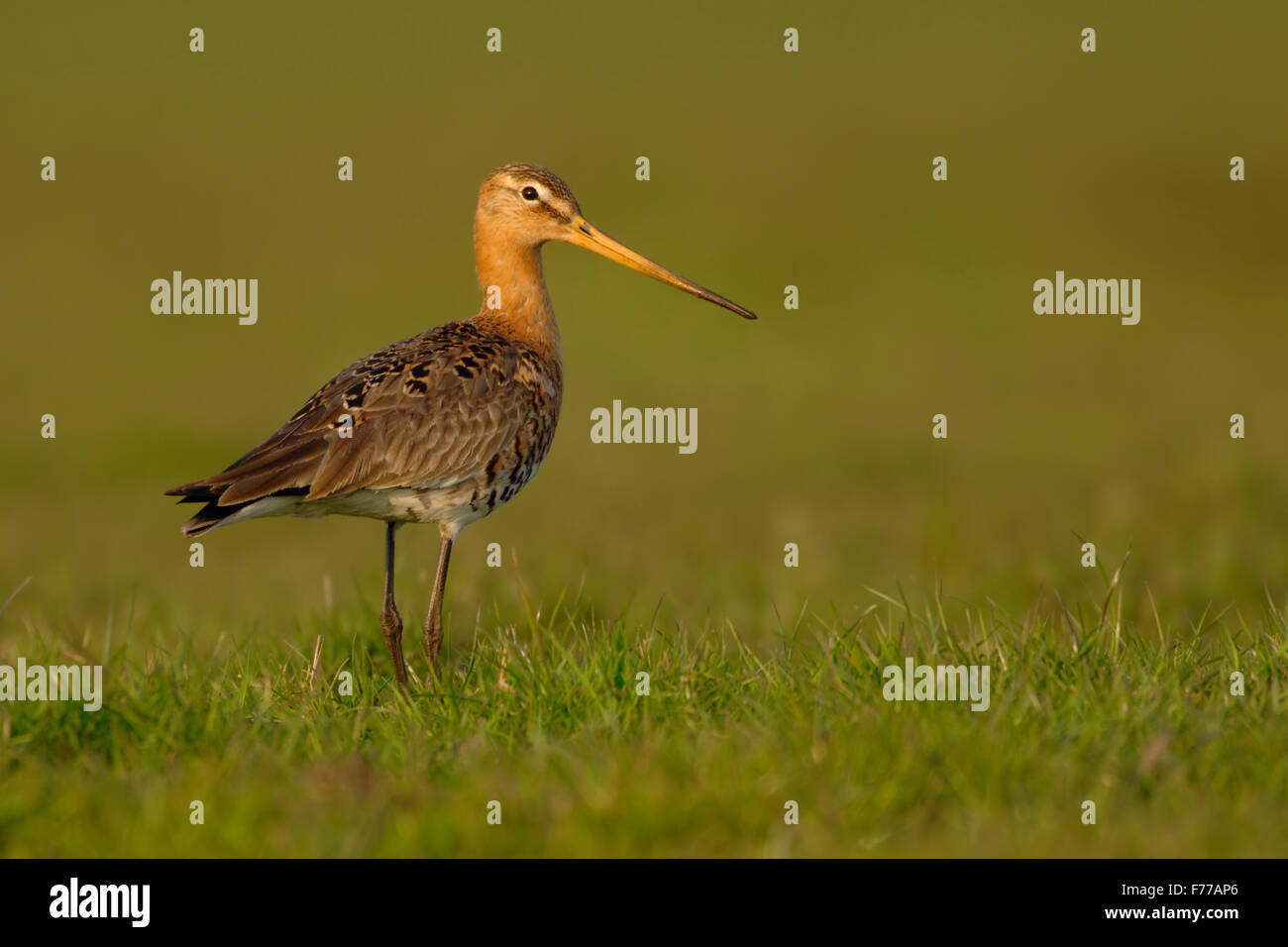 Erwachsener Schwarzschwanzgodwit / Uferschnepfe ( Limosa limosa ) im Zuchtkleid steht im hohen Gras einer feuchten Wiese, goldenes Licht, Wildnis, Europa. Stockfoto