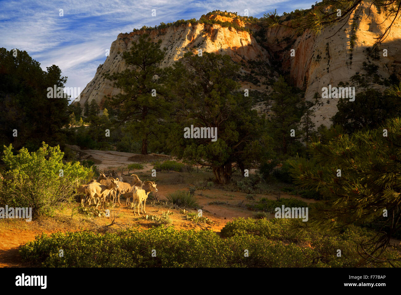 Große gehörnte Schafe. Zion Nationalpark, Utah Stockfoto