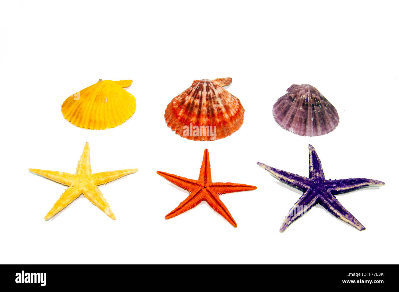 Sammlung von Muscheln, isoliert auf weiss Stockfoto