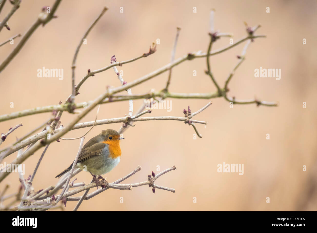 Rotkehlchen (Erithacus Rubecula) singen in einer Winterlandschaft einstellen. Stockfoto