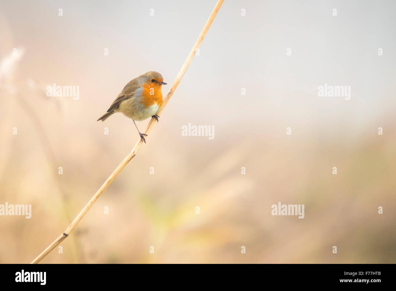Rotkehlchen (Erithacus Rubecula) singen in einer Winterlandschaft einstellen. Stockfoto